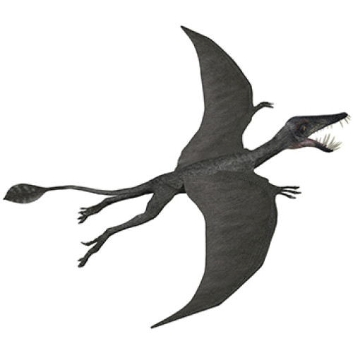 Dorygnathus Dinosaur Cardboard Cutout