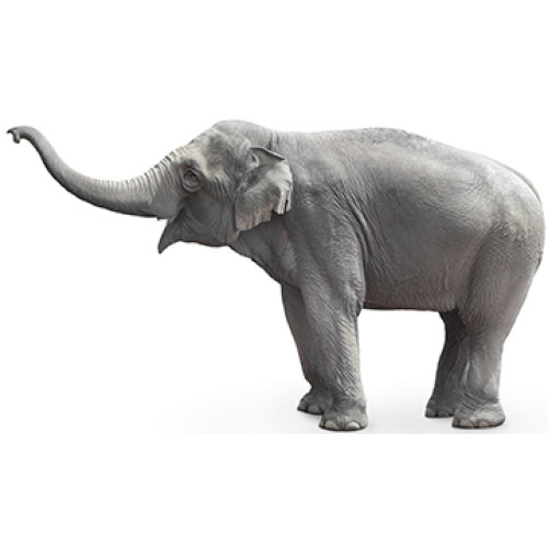 Asian Elephant Cardboard Cutout