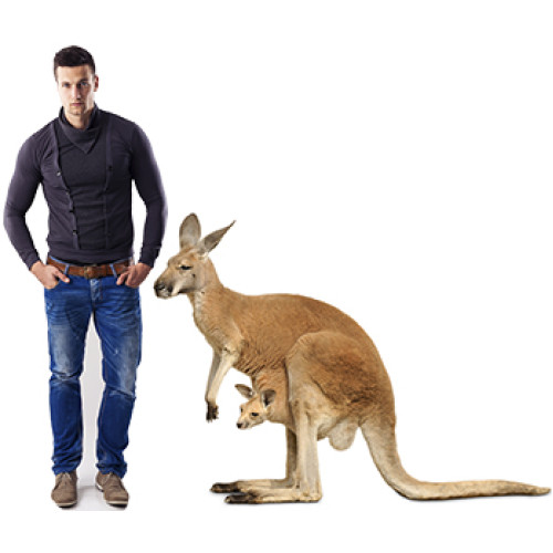 Kangaroo and Joey Cardboard Cutout