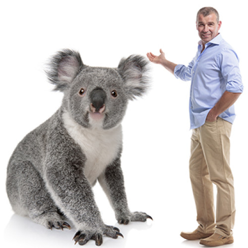 Young Koala Cardboard Cutout