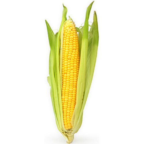 Corn Cardboard Cutout