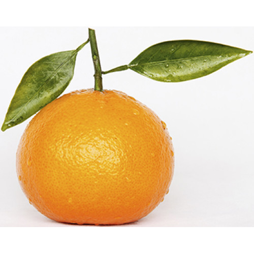 Orange Cardboard Cutout