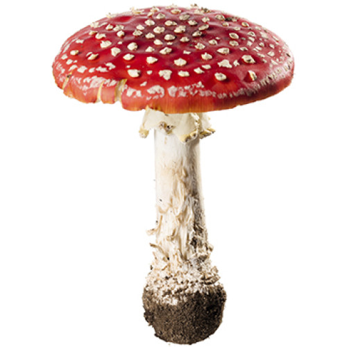 Mushroom Cardboard Cutout