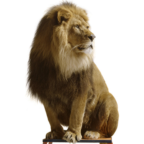 Lion Sitting Cardboard Cutout