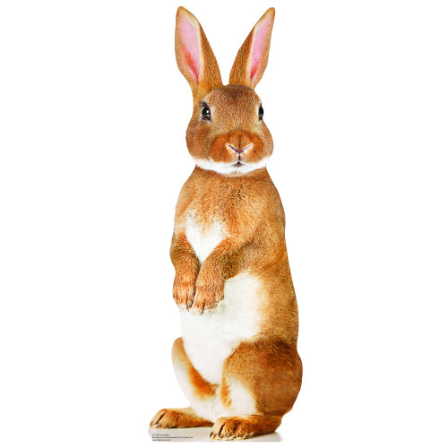 Cute Rabbit Cardboard Cutout Cute Rabbit Cardboard Cutout
